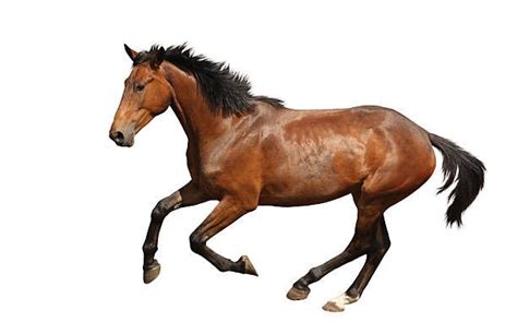 Brown Horse Galloping Fast Isolated On White Background Horse