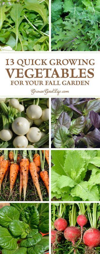 13 Quick Growing Fall Vegetables Fall Garden Vegetables Growing