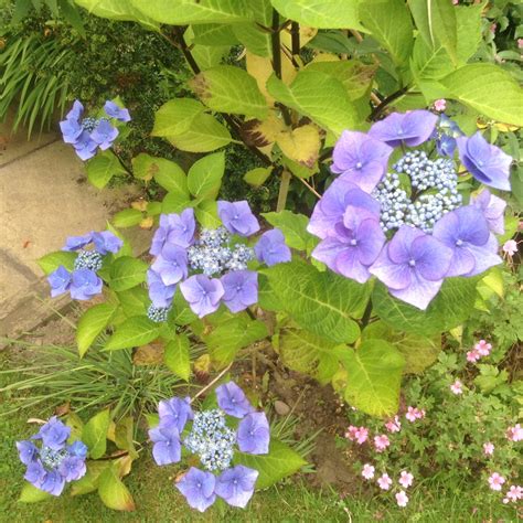 Blue Lacecap Hydrangea Garden Shrub Hydrangea Garden Garden Shrubs