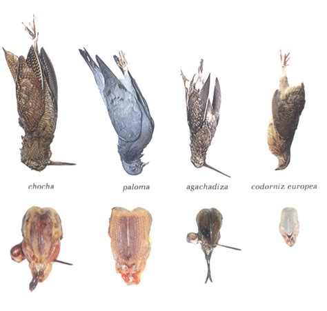 La paloma torcaz es la mayor de las palomas presentes en europa, mide entre 38 y 44. Aprendiendo a cocinar: Carnes VII: Caza