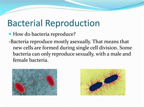 Ppt Bacterial Reproduction Powerpoint Presentation Free Download
