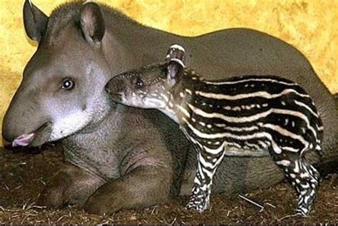 25 Most Amazing And Unusual Animals On Earth Hubpages