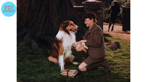 Lassie Dog Movies A Tale Of Loyalty And Adventure Pet Addict