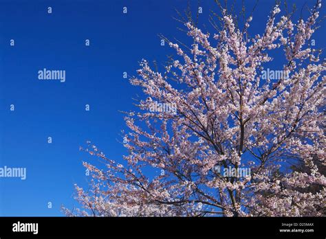 Cherry Blossoms And Blue Sky Stock Photo Alamy