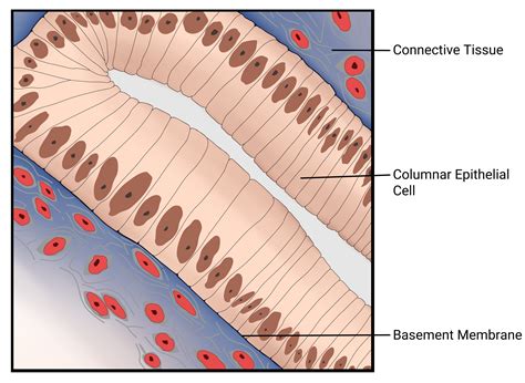 Label the tissue types illustrated here and on the next page | Quizlet