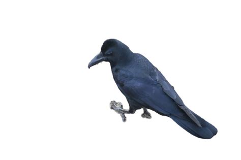 Crow Read Hd Png Image Free Download Photo Takepng Download Free Png Images