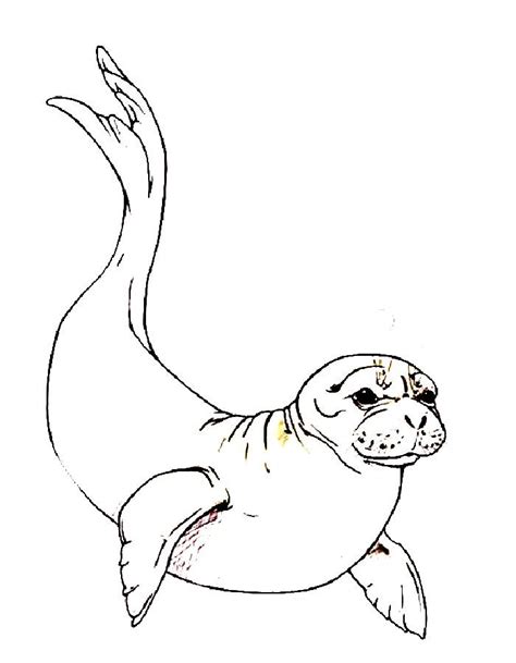 Mediterranean Monk Seal Coloring Page Coloring Us