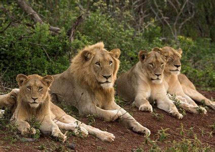 For financial reporting, their fiscal year ends on december 31st. Panthera leo