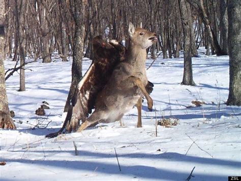 Eagle Attacking Deer In Russia Caught On Camera Huffpost