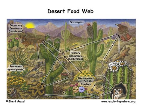 The Desert Food Web Biome2