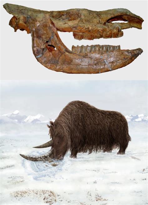 woolly rhino fossil discovery in tibet provides important clues to evolution of ice age giants