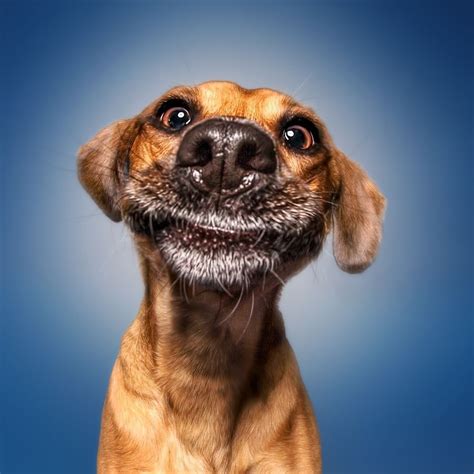 Smile Funny Dog Faces Funny Dogs Funny Dog Pictures