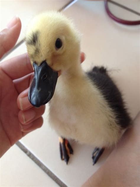 Advice on the best duck breeds to compose your backyard flock from hgtv. Call ducks | Backyard Ducks