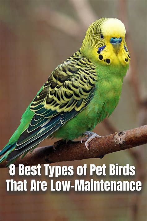 Veterinarians and other bird experts explain why these top 10 breeds make the best pet birds. 8 Best Types of Pet Birds That Are Low- Maintenance in ...