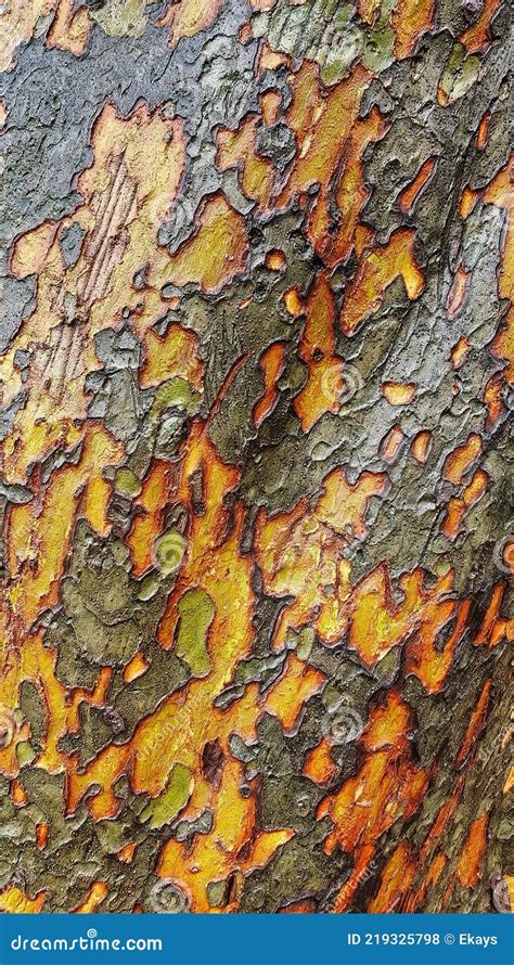 Chinese Elm Bark Attractive Tree Stock Photo Image Of Tree Native