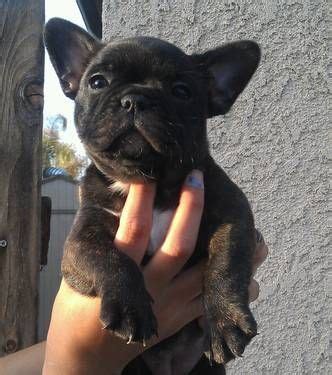 It is also believed that early french bulldogs were. I love this breed of dog- so cute! French Bulldog/Boston ...
