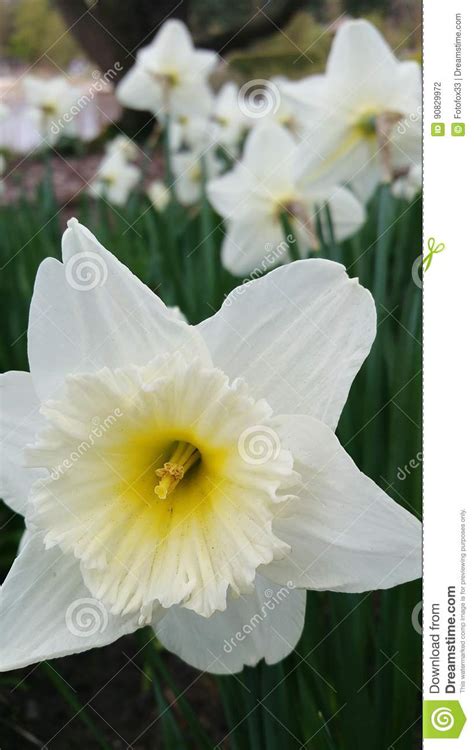 Easter Daffodils Close Up Stock Photo Image Of Calyx 90829972
