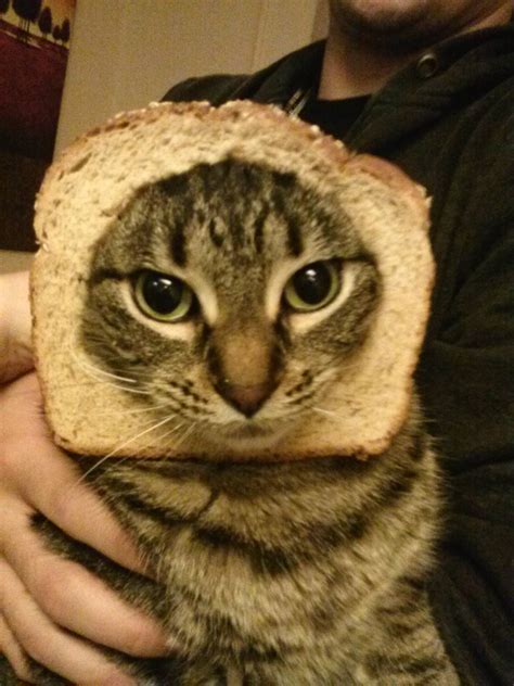 Breadcats