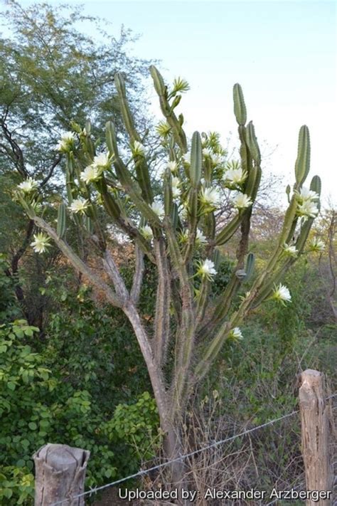 This group bears the common name of torch thistle. Cereus jamacaru