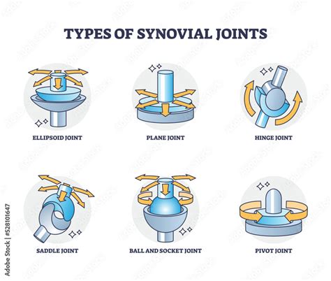 Types Of Synovial Joints Movement Classification For Body Outline