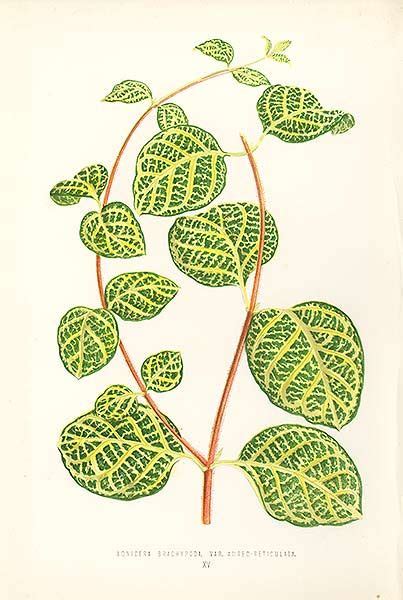 We did not find results for: Japanese Honeysuckle | Plants, Leaf illustration ...