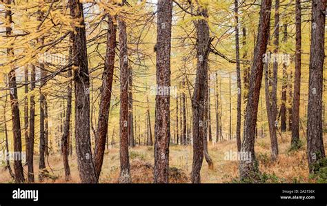 Forest Of Larch Trees During Autumn Stock Photo Alamy