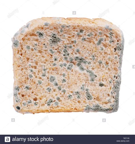Moldy Bread High Resolution Stock Photography And Images Alamy