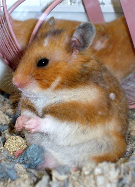 Dwarf Hamster Choose Hamster Cages