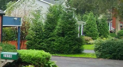 The Best Evergreen Trees For Privacy Premium Lawn And Landscape