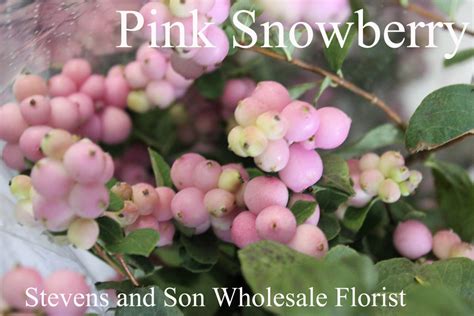 ﻿snowberry Stevens And Son Wholesale Florist
