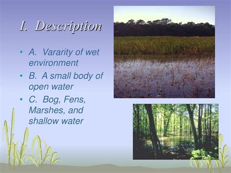 Ppt Wetlands Powerpoint Presentation Free Download Id2756134