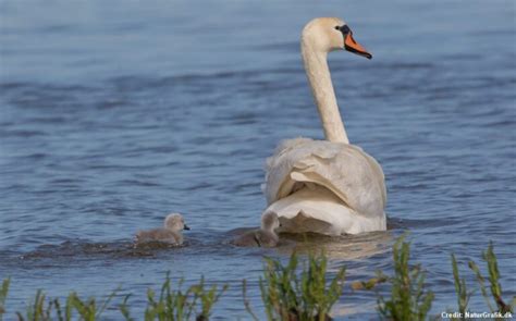 the mute swan national bird of denmark wild about denmark