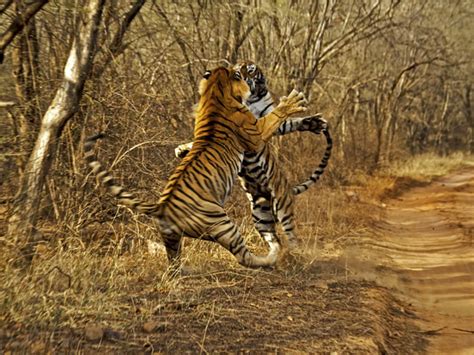 G1 Fotógrafo Flagra Luta Entre Tigres Em Reserva De Vida Selvagem Na Índia Notícias Em Mundo