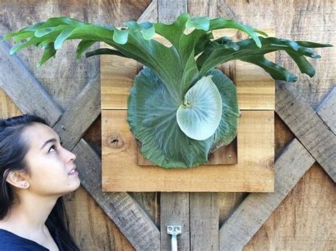 Do not water over the foliage and minimize humidity indoors to prevent the disfiguring spores. Staghorn Fern Care: How To Water, Grow and Care for ...