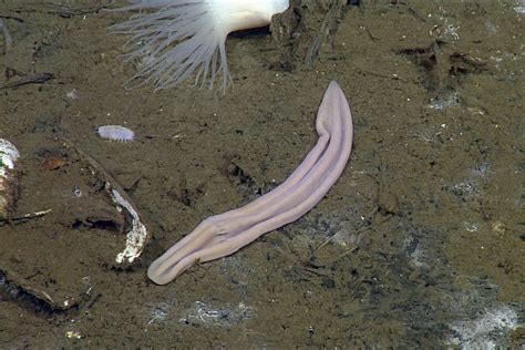 Newly Discovered Deep Sea Worms Could Shed Light On Animal Evolution