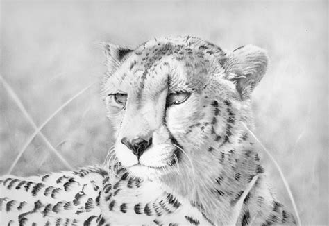 Cheetah Drawing Animal Art Cheetah