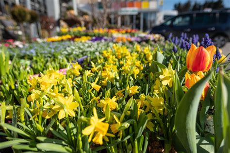 Gartentipps Für Monat April Von Blumen Ruprecht Gleisdorf