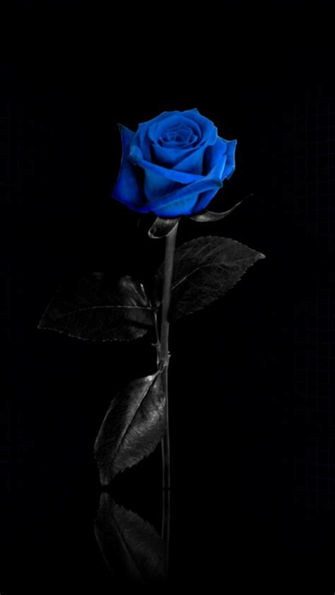 We hope you enjoy our growing collection of hd images to use as a background or home screen for your smartphone or computer. Pin by Ghouly GIRL on LEOW | Blue roses wallpaper, Blue ...