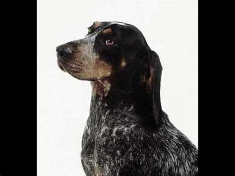 email protected quality miniature dachshund puppies with ch. Blue Tick Coonhound ~ Puppies for Sale, by Pets4You.com ...