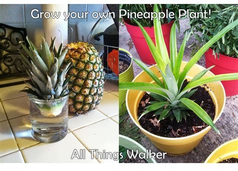 All Things Walker Grow Your Own Pineapple