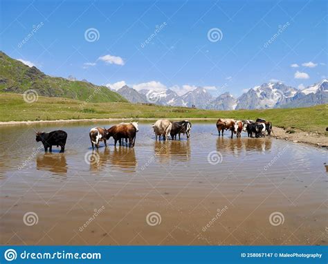 Cows In The Koruldi Lake Beautiful View Of Great Caucasus Mountains