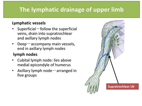 Ppt Blood Supply Of The Upper Limb Powerpoint
