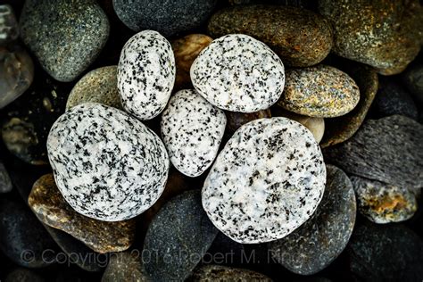 Some Speckles Maine Robert M Ring Photography