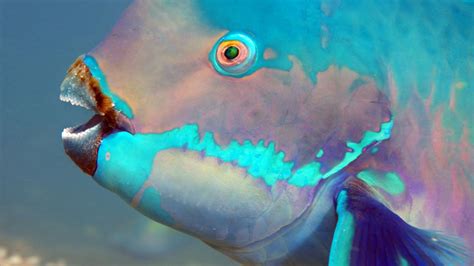 Five Fascinating Facts About Parrotfish Great Barrier Reef Foundation