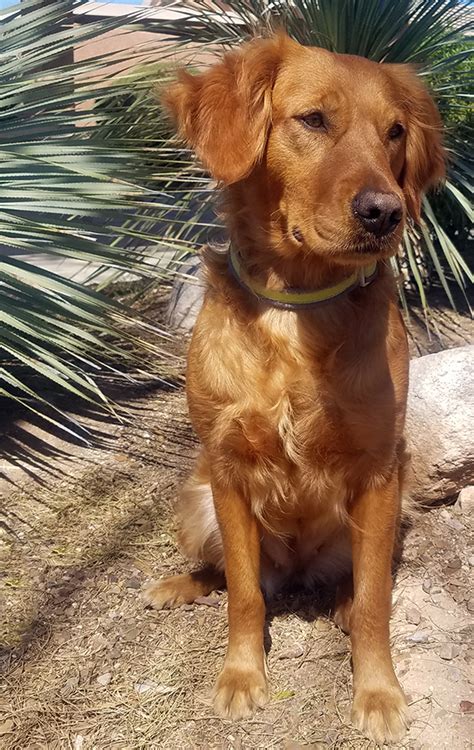 These beautiful puppies are great with children we are expecting a beautiful litter of golden retrievers puppies; Dark Red Golden Retriever Puppies For Sale Near Me - petfinder