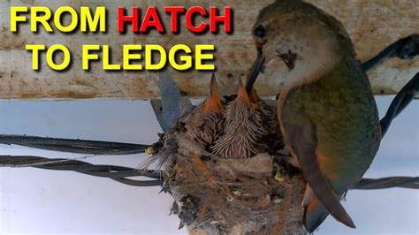 Allens Hummingbird Babies From Hatch To Fledge Time Lapse Youtube