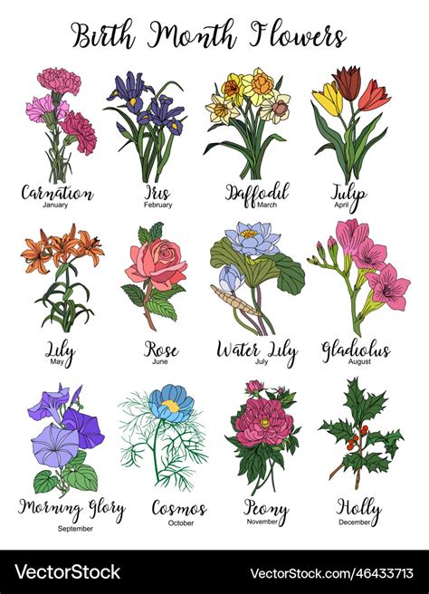 Set Of Birth Month Flower Colorful Isolated Vector Image
