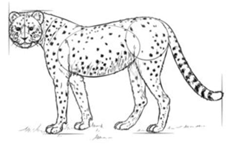 Easy drawing tutorials for beginners, learn how to draw animals, cartoons, people and comics. Jak narysować geparda krok po kroku. Rysowanie geparda