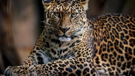 Download 1920x1080 Wallpaper Confident Predator Leopard Animal Full