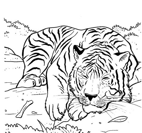 Siberian Tiger Coloring Page At Free Printable